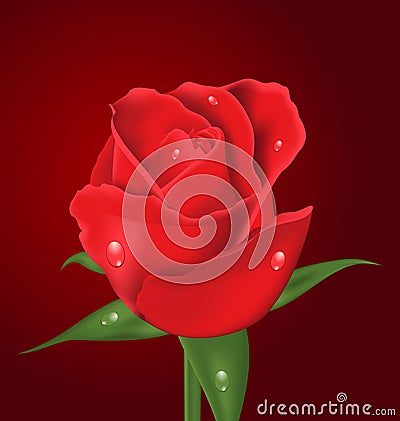 Close-up beautiful realistic rose Vector Illustration