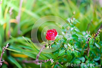 Close up beautiful red roses flower with green background in the botanical garden Stock Photo