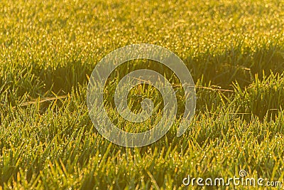 Close up of Beautiful rice field Stock Photo