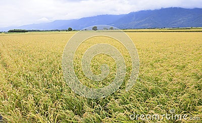 Close up Beautiful Ripe rice field at autumn Stock Photo