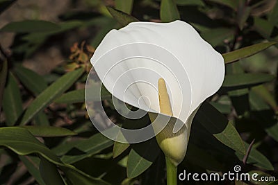 Flowers: Close up of a white Arum Lily, Zantedeschia Aethiopica. 3 Stock Photo