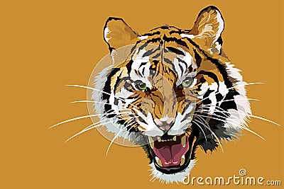 Tiger Stock Photo