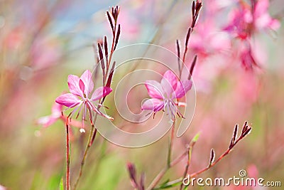 Close-up of beautiful small pink flowers Siskiyou Pink Gaura in the sunlight at summer morning. Painterly colorful artisti Stock Photo