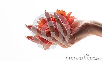 beautiful sophisticated female hands with pink flowers on a white background. Hand care concept, anti-wrinkle, anti- Stock Photo