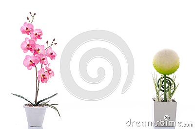 Close up of beautiful sphere shape flower and pink orchid in white pot Stock Photo