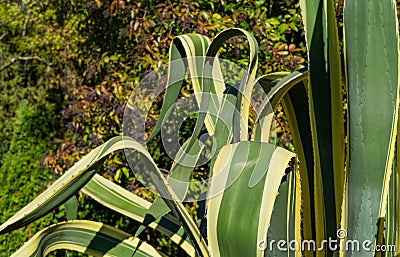 Close-up of beautiful striped leaves American agave Marginata Agave americana â€” species of Agave genus Stock Photo