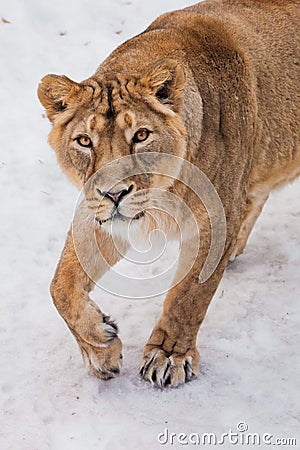 A close-up is a beautiful and strong female lioness looking at you carefully and with greed. White background - snow Stock Photo