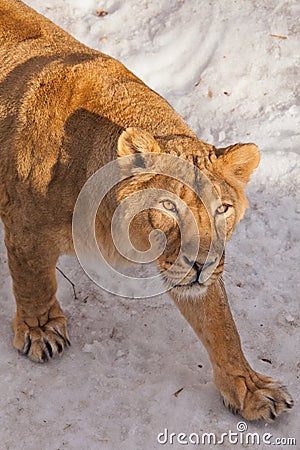 A close-up is a beautiful and strong female lioness looking at you carefully and with greed. White background - snow Stock Photo