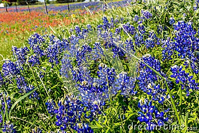 A Close up of Beautiful Texas Bluebonnets Stock Photo