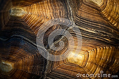 Close up of beautiful texture of turtle carapace, tortoise skin for animal skin, nature abstract background, pattern of turtle Stock Photo