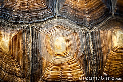 Close up of beautiful texture of turtle carapace, tortoise skin for animal skin, nature abstract background, pattern of turtle Stock Photo