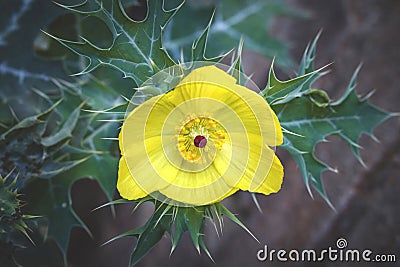 Beautiful thorny Yellow flower with leaves.Top view. Stock Photo