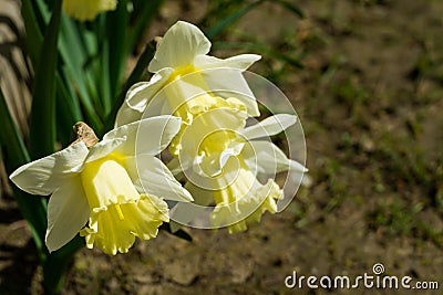 Close-up of beautiful Trumpet Narcissus Daffodils Mount Hood. Young light yellow daffodils flowers then turn snow-white Stock Photo