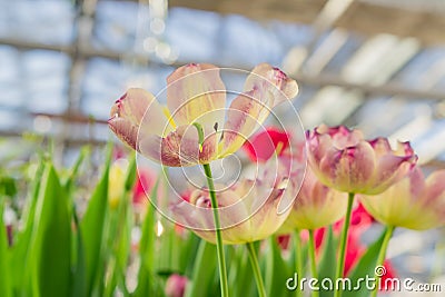 Close up of beautiful tulips of violet and yellow colors Stock Photo