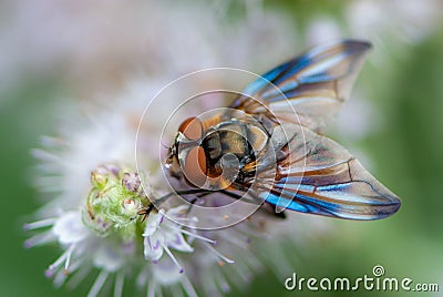 Close-up beautiful uncommon alpine fly with big beauty wings on white violet flower on green background Stock Photo
