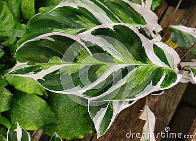 Close up of the beautiful variegated leaf of Calathea White Fusion Stock Photo