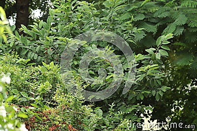 Close-up of Beautiful view of leaves and twigs of wild trees and plants in the Thai rainforest in thailand and india Stock Photo