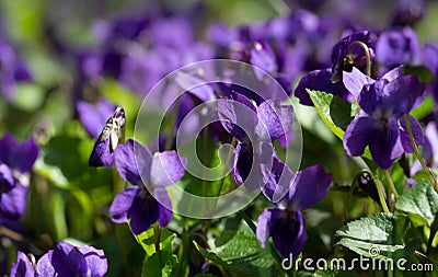 Close-up of beautiful violet violets flowers Viola odorata, common Violet, Stock Photo