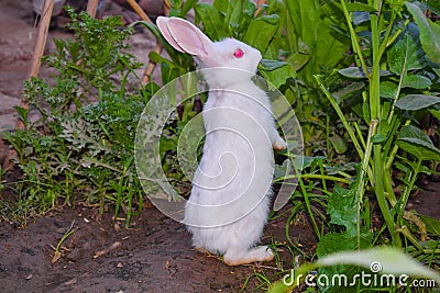 Close up of beautiful white rabbit in a garden Stock Photo