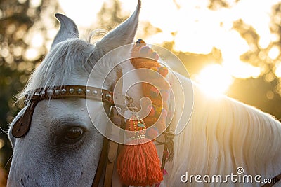 Beautiful White stallions`s Mane Stock Photo