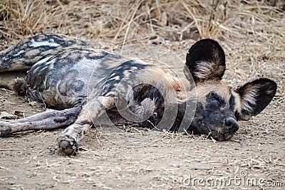 Close-up of a beautiful wild dog in the savannah Stock Photo
