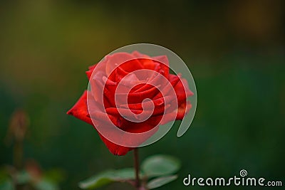 Close up beautiful wild single red rose on a green nature background Stock Photo