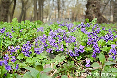 Beautiful wild violets flowers Stock Photo