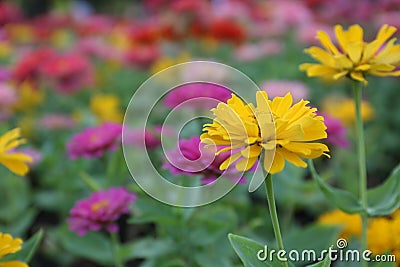 Close up beautiful yellow flower blooming and soft sunlight Stock Photo