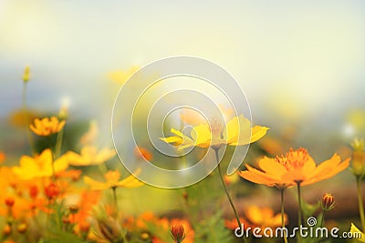 close up beautiful yellow flower and blue sky blur landscape Stock Photo
