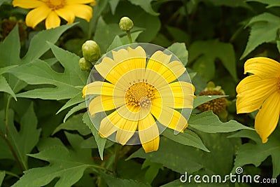 Close up beautiful yellow flower in garden, top view Stock Photo