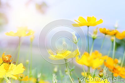 close up beautiful yellow flower and pink blue sky blur landscape natural outdoor background Stock Photo