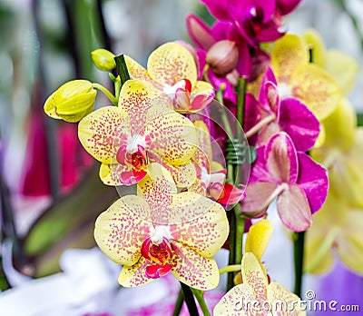 Close-up of yellow orchid Phalaenopsis Cleopatra with red spots Stock Photo