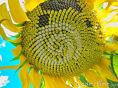 Close up beautiful yellow sunflower. Blue sky with white clouds and green background Stock Photo