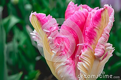 Close up from the beautifull Dutch tulips Stock Photo
