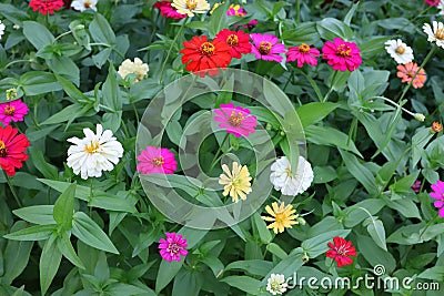 Close-up of the beauty of pink flowers in a tropical forest, beautiful flowers, abundant nature Stock Photo