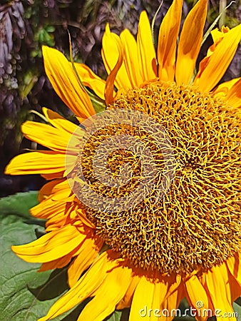 Close up of the beauty Sunflower Stock Photo
