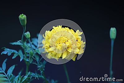 Close up of beauty yellow flower Stock Photo