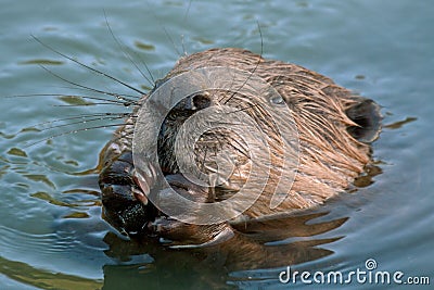 Close-up of beaver Stock Photo