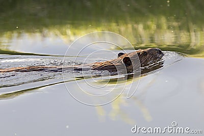 Close-up of Beaver in Water Stock Photo