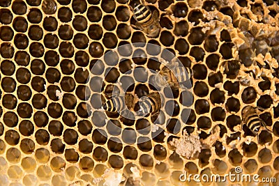 Close up bee on busy yellow honeycomb Stock Photo