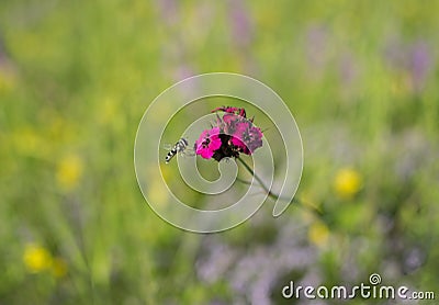 Close up bee collecting honey on pink flower Stock Photo