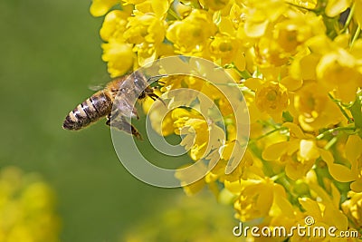 Bee flying at yellow Mahonia blossom Stock Photo