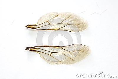 Close Up of A Bee Insect Wing on White Background Stock Photo