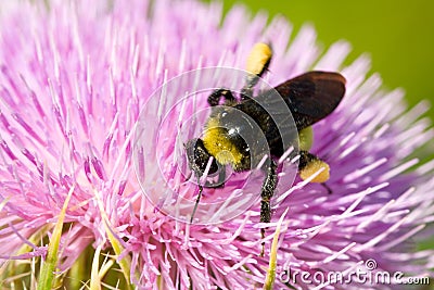 Bee pollinating a pink flower Stock Photo