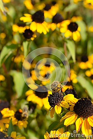 Close up of bee pollinating yellow flower. Yellow flowers and bees in background. Photo taken in gardens in Rothenburg ob der Taub Stock Photo