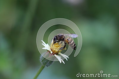 Close up of a bee pollination of flower Stock Photo