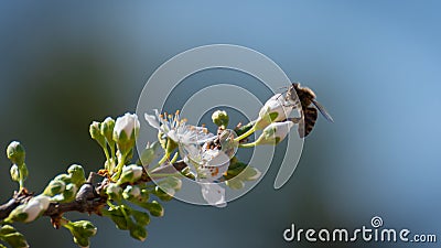 Close-up of bee prostrate at the end of a plum branch over white plum blossoms Stock Photo