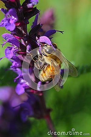 Close up of a Bee Retrieving Pollen from a Purple Salvia Stock Photo