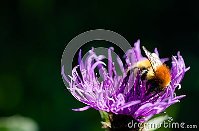 Close up a bee settled on top collecting pollen from a wild violet flower Stock Photo