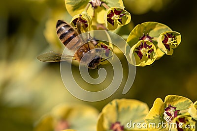 Bee taking nectar from blossom of Euphorbia plant Stock Photo